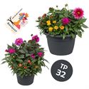 Afbeelding van TP32 Bouquette Diverse mixen